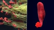 Strangest Ocean Animals! From Red Worm-Like Creature to Creepy Feathery Spheres; 3 Mysterious Things from Sea That Left Scientists Confounded (See Pics)