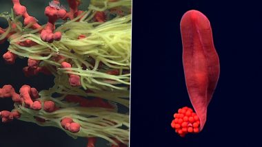 Strangest Ocean Animals! From Red Worm-Like Creature to Creepy Feathery Spheres; 3 Mysterious Things from Sea That Left Scientists Confounded (See Pics)