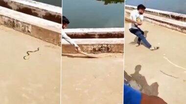 Flying Snake? Man Tries To Get Rid of a Ferocious Viper with Broom, Throws it Mistakenly Toward Cameraman Recording the Viral Video