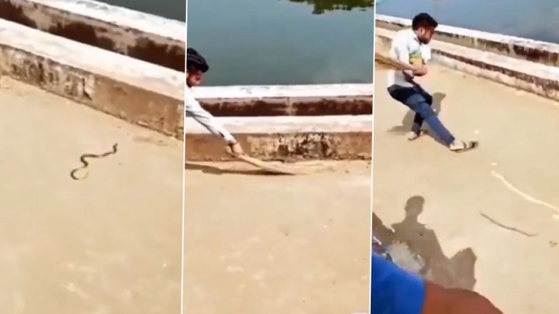 Flying Snake? Man Tries To Get Rid of a Ferocious Viper with Broom, Throws it Mistakenly Toward Cameraman Recording the Viral Video