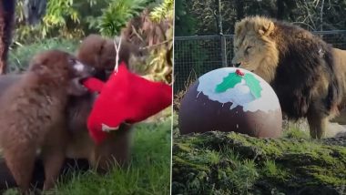UK Zoo Animals Get Gift-Wrapped Christmas Presents From Aftershave to Kayaks! Video Shows How Much They Loved Them