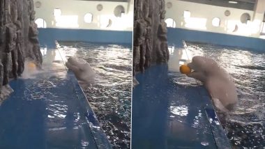 Beluga Whale Uses Clever Tactic To Get Back a Ball That Fell Outside Its Tank; Old Video of the Friendly Creature Goes Viral Again