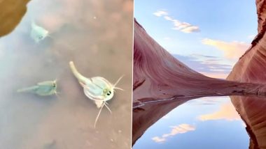 Living Fossils Dating Back to Dinosaurs Spotted by Tourist in Arizona; Watch Video of One of the Oldest Creatures