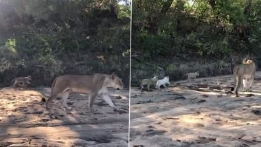 Rare White Lion Cub Spotted Playfully Running Behind His Mother Lioness in a Forest; Viral Video Intrigues Netizens