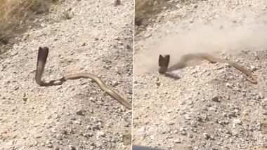 Huge Cobra Charges At Man After He Fires Gunshots At The Deadly Snake From Point-Blank Range; Watch Viral Video