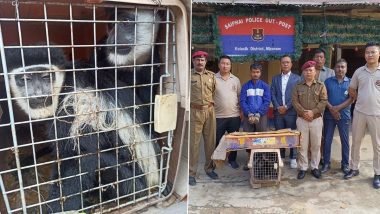 Mizoram Animal Smuggling: Two Colobus Monkeys and Crocodile Rescued in Kolasib, Smuggler Arrested