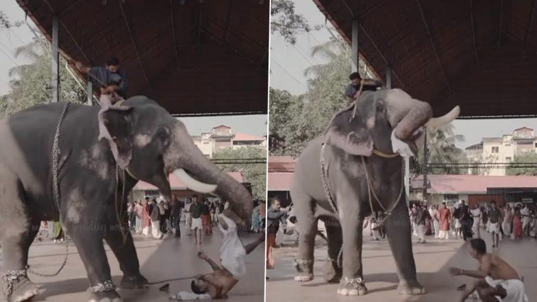 Angry Elephant Attacks Mahout, Tosses Him on Ground During a Couple's Wedding Photoshoot in Kerala; Video Goes Viral