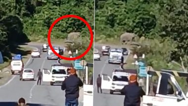 Arunachal Pradesh: Elephant Spotted on Road in Bomdila Forest of West Kameng, Traffic Halted (Watch Video)