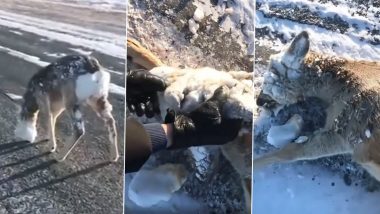 Deer With Frozen Eyes and Mouth Due to Severe Winter Storm Gets Saved by Two Hikers in Viral Video!