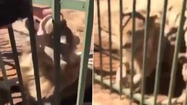 Lion Aggressively Attacks Man, Bites His Hand As He Tries to Pet the Wild Beast Inside Cage in Viral Video