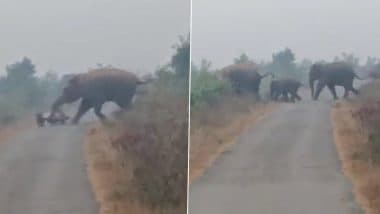 Viral Video: Wild Elephant Goes on Rampage in Maharashtra’s Bhandara, Hurls Bike on Road (Watch Video)