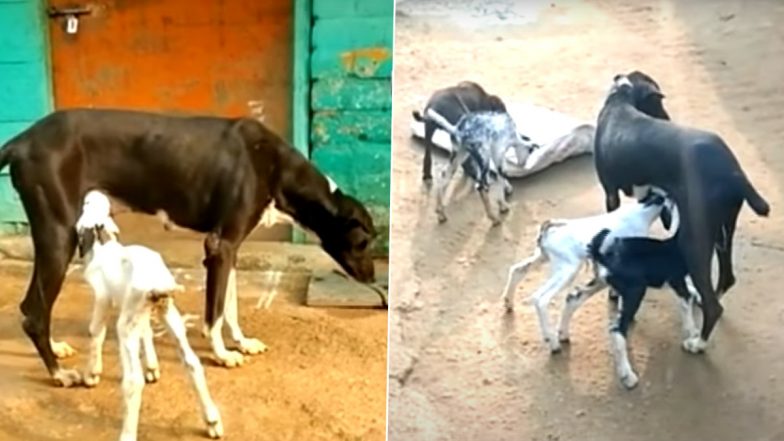 Compassion Beyond Limits! Dog Feeds Milk to Orphaned Baby Goats in Tamil Nadu's Virudhunagar (Watch Video)