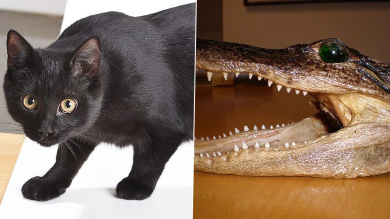 Black Cat Drags Whole Alligator Head Into House in Wisconsin; See Pics of The Ghoulish Creature