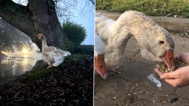 Goose Dies of Heartbreak After Her 'Soulmate' Freezes to Death Stuck in Icy Water; See Pics of The Geese from Cleethorpes Boating Lake