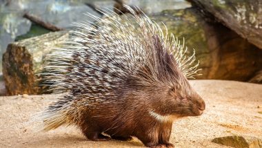 West Bengal: Endangered White Himalayan Porcupines Seized at Burdwan Railway Station