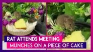 Rat Attends Meeting With A Group Of People & Munches On A Slice Of Cake; Video Goes Viral
