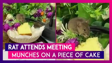 Rat Attends Meeting With A Group Of People & Munches On A Slice Of Cake; Video Goes Viral