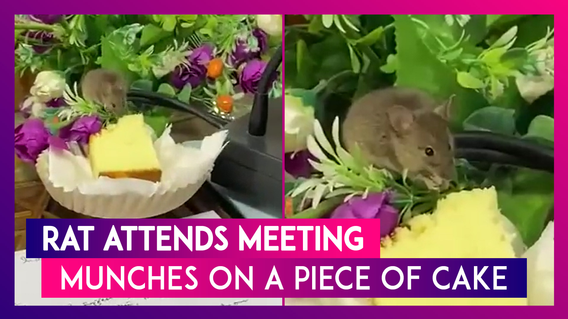 Video Shows Rat Munching On Piece Of Cake Served To People At A Meeting