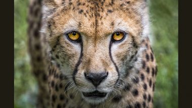Cheetah Marking Trees Are Hotspots for Communication Also for Other Species