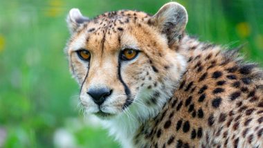 Cheetah Reintroduction in India: Batch of 12 Cheetahs To Be Flown In From South Africa in February