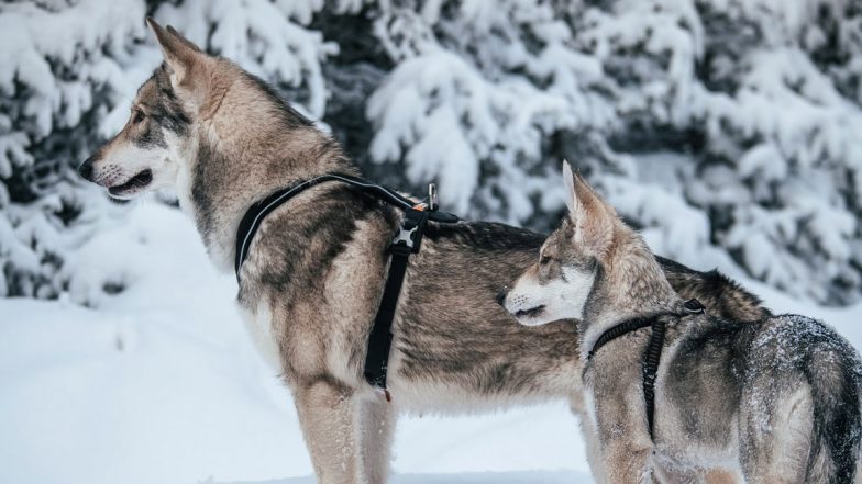 Video: Arctic Wolves Play and Roll in Snow at Toronto Zoo as Winter Storm Sweeps Canada