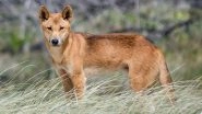 Australia: Dingo Attacks Five-Year-Old Playing on Beach in Queensland&rsquo;s Island of K&rsquo;gari, Hospitalised