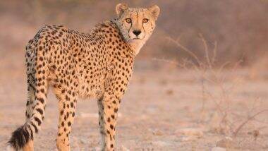 Cheetahs Flown From Namibia Make Their First Hunt in Kuno National Park; Oban and Asha Kill Chital Within 24 Hours