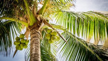 Pune: Coconut Tree Turns Into Ball of Fire After Lightning Strike, Video Goes Viral