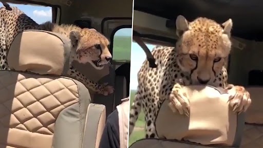 Video: Man Sits Still As Cheetah Jumps Into His Car During Safari in Tanzania, Records Heart-Stopping Footage