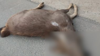 Jammu and Kashmir: Sambar Deer Hit by Vehicle on Highway in Udhampur, Dies