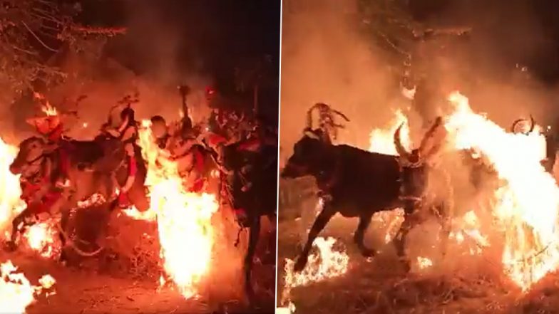 Video: Farmers Organise Bull Race Over Fire in Karnataka’s Mandya to Celebrate Sankranti 2023