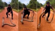 Angry King Cobra Charges Violently Towards Man As He Tries to Grab the Giant Snake By Its Tail; Viral Video Will Give You Goosebumps!