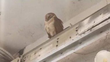 Rare Himalayan Owl Found in Market in Uttar Pradesh's Kanpur; The Extinct Species of the Bird Stun Locals (See Pics)