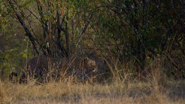 Rajasthan: Panic Among Locals as Panther Spotted in Bharatpur, Video Goes Viral