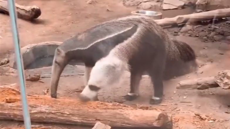 Two-Headed Anteater? Video of the Creature Seemingly Spotted With Two Heads Goes Viral; Here’s What Actually Happened