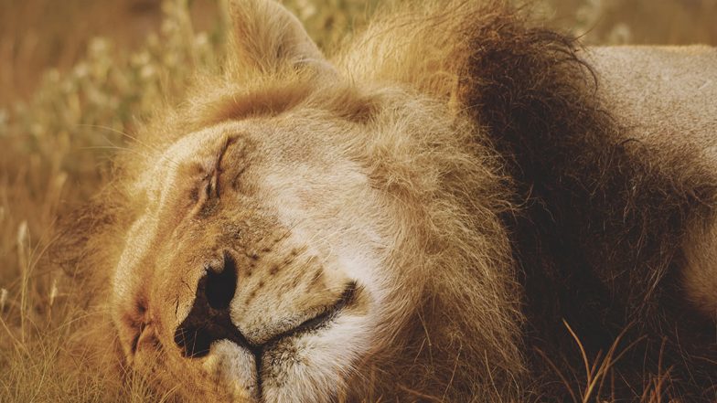 Útok leva: Majiteľa slovenskej zoo zabili levy pri kŕmení, policajti na mieste našli časti tiel
