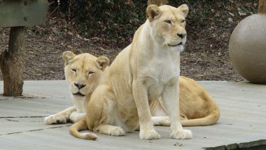 Lion Attacks, Kills Lioness in Enclosure at UK's Longleat Safari Park
