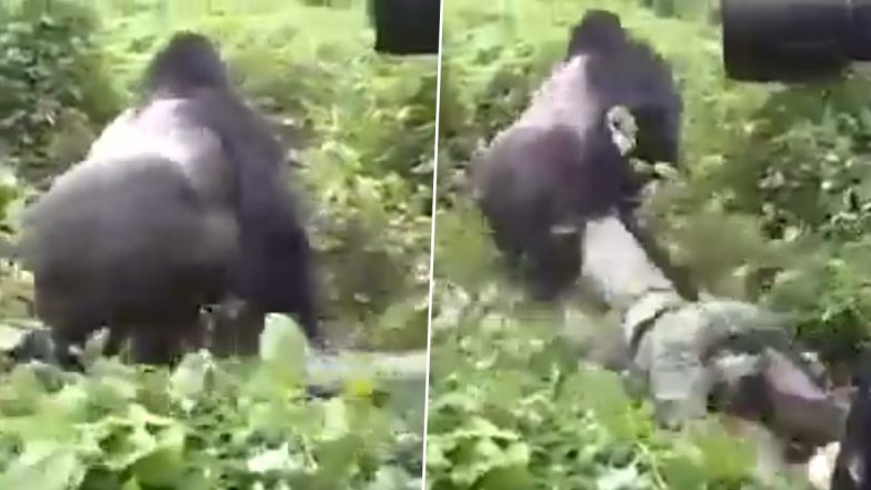 Gorilla Drags Man From His Leg, Who Was Filming The Great Apes, Deeper Into Jungle; Old Spine-Chilling Video Goes Viral Again