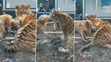 Dog Tries to Bite Off Tiger's Ear With Lion Sitting Silent  Nearby, Viral Video Leaves Netizens Stunned