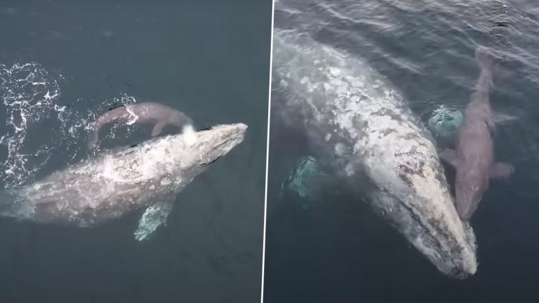 Mother Whale Gives Birth to Her Calf in Front of Boat Filled With Awestruck Tourists in California; Video of The Rare Sight is Viral!