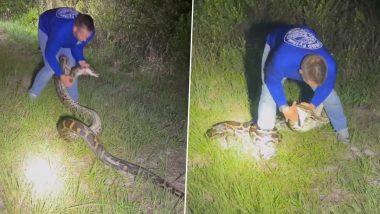 Huge Burmese Python Caught By Florida Man With Bare Hands! Watch Chilling Video Of The 88-Pound Snake Slithering Around in Bushes