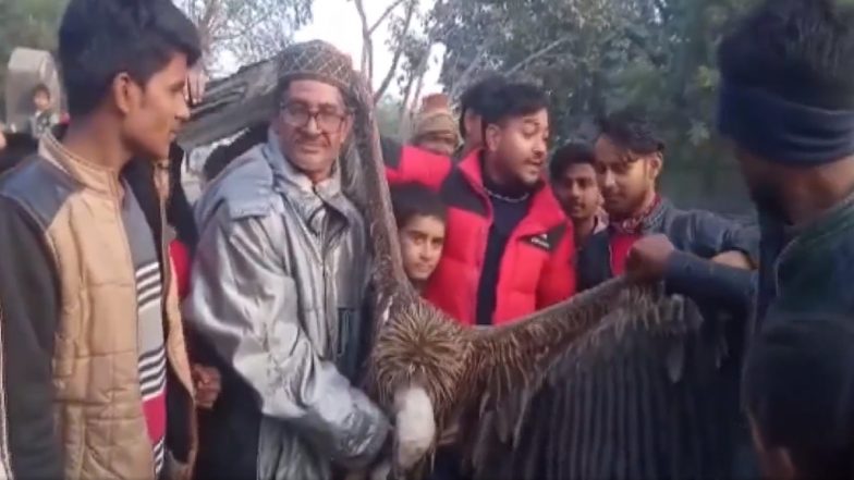 Rare Vulture Captured by Locals at Eidgah Cemetery in Uttar Pradesh's Kanpur, Handed Over to Forest Department (Watch Video)