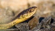 Eastern Brown Snake, Considered One of the Most Venomous Snakes in World, Bites and Kills Man in Australia&rsquo;s Queensland: Report