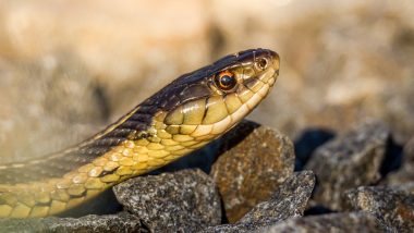 Eastern Brown Snake, Considered One of the Most Venomous Snakes in World, Bites and Kills Man in Australia’s Queensland: Report