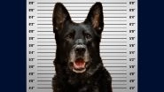 'Guilty of Being Too Cute!' US Police Dog&rsquo;s Photo Goes Viral After the Officer Was Accused of Stealing a Colleague&rsquo;s Lunch; View Image