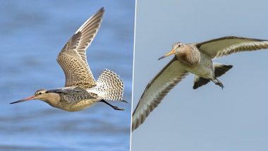 Juvenile Bar-Tailed Godwit Breaks World Record for Longest Non-Stop Migration by a Bird; Flew for One-Third of Earth’s Circumference