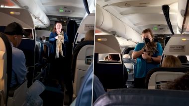 Cat on a Plane! Flight Attendant Helps Lost Tabby Find Its Owner Mid-Flight; Internet Is in Splits After Watching the Video