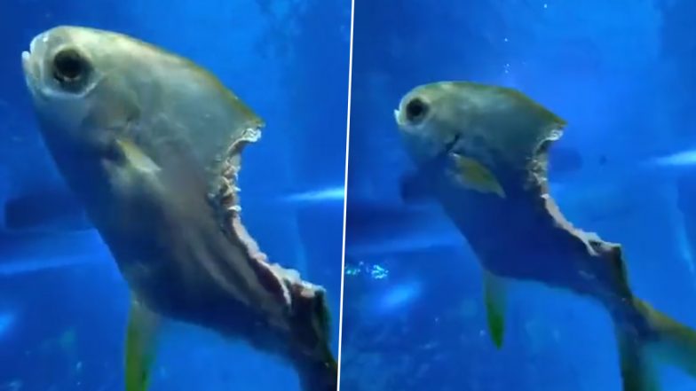 Half-Eaten 'Zombie' Fish Carries on Swimming in Water Despite Having Major Chunk of Flesh Missing From its Body; Old Video Goes Viral