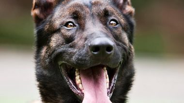 World’s Smartest Dog Breed: Belgian Malinois Could Be the Most Intelligent Canine, Here’s Why