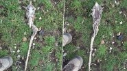 Mysterious Skeletal Creature Discovered on Hampshire Beach; Internet Describes The Freaky Object as 'Facehugger From Alien'; See Viral Pics